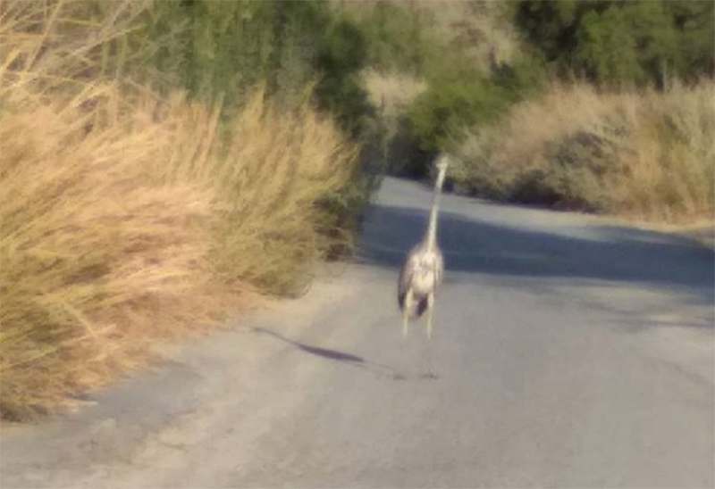 Τεράστιο πουλί φωτογραφίες