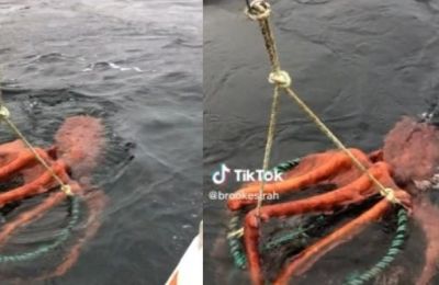 Στο βίντεό, η κάτοικος του Βανκούβερ έδειξε ένα τεράστιο χταπόδι που αγκιστρώθηκε στην παγίδα του πληρώματός της