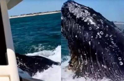 Τρόμος! Φάλαινα συγκρούστηκε με σκάφος (vid)
