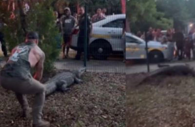 Αθλητής MMA vs αλιγάτορας (vid)