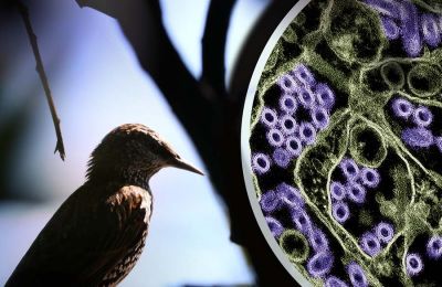 Ανησυχία στις βαλτικές χώρες και την Ευρώπη