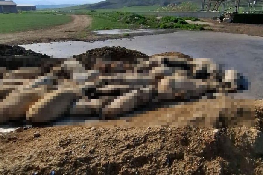 Νεκρά ζώα στο Μένοικο: «Πρόθεση να το συγκαλύψουν»