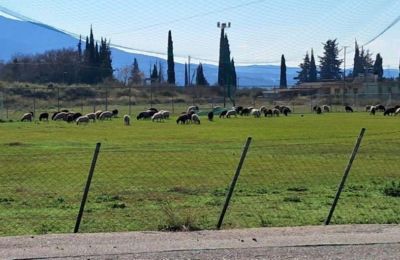 Βανδή για Ροντινέι 