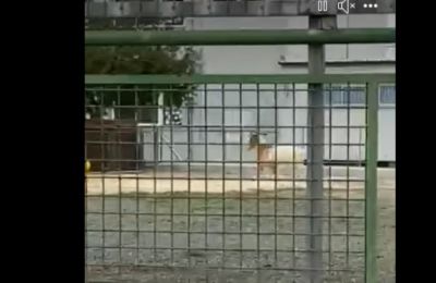 Τράγος περιφερόταν σε σχολείο