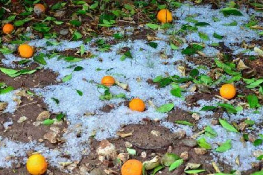Καταστροφές σε καλλιέργειες από τη χαλαζόπτωση στην Πάφο