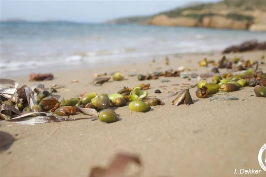 Γέμισαν οι ελληνικές παραλίες με περίεργους καρπούς -Σπάνιο φαινόμενο