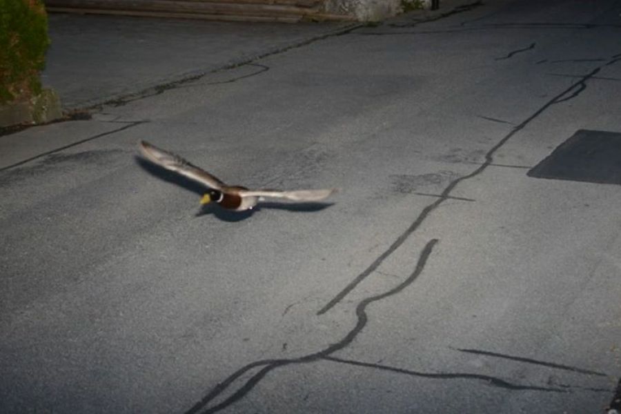 Αγριόπαπια στην Ελβετία πετούσε με… υπερβολική ταχύτητα