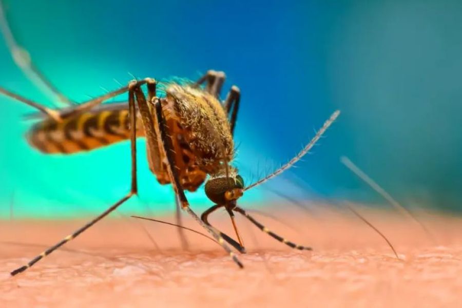 Η κλιματική αλλαγή φέρνει κουνούπια-τίγρεις στην Ευρώπη