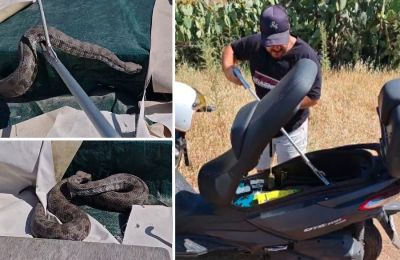  Μετά από επανειλημμένες προσπάθειες, με την τελευταία να φαίνεται προς στιγμή και ριψοκίνδυνη, ο Γιάννης Αγγελής κατάφερε να κλειδώσει τα φίδια στη θήκη