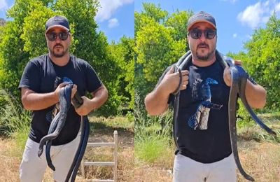 Σε ξερόλακκο βάθους πέντε μέτρων κατέβηκε ο Γιάννης Αγγελή για να διασώσει δύο μαύρα φίδια