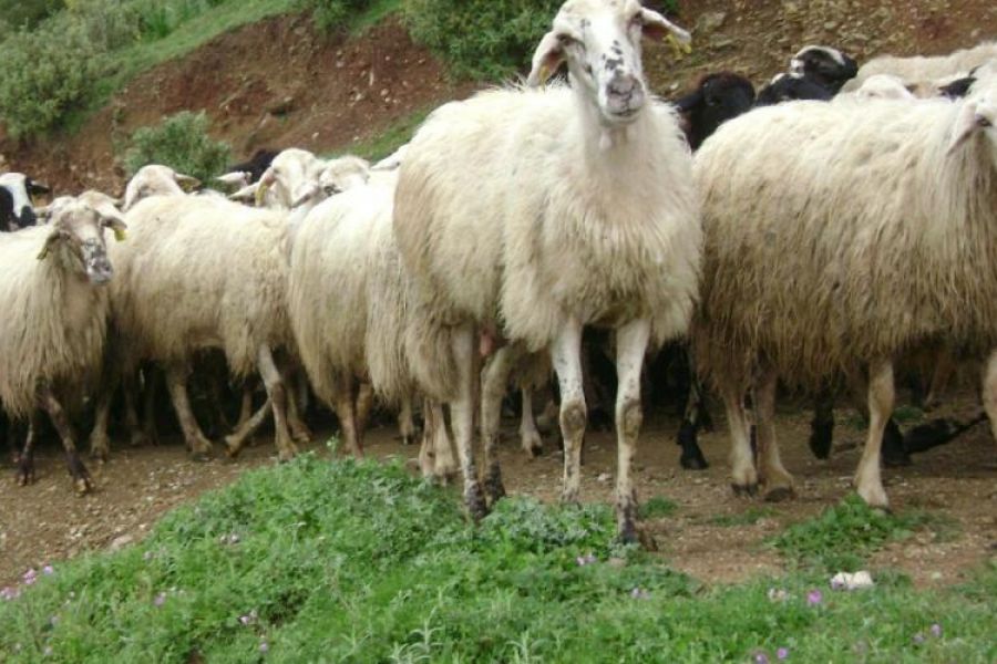 Τον έπιασαν να μεταφέρει αμνοερίφια από τα κατεχόμενα