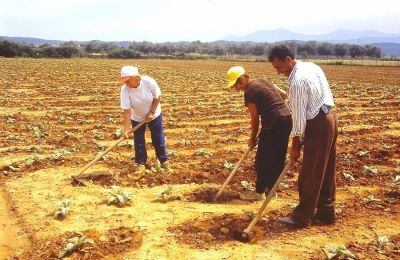 Η δημιουργία φυτειών καπνού θα αναζωογονήσει οικονομικά την Πάφο και την Κύπρο, αδειάζοντας τους δρόμους από τους μετανάστες, εκτιμά ο Χριστόφορος Τορναρίτης
