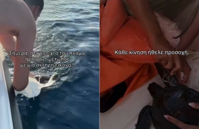 Διάσωση χελώνας