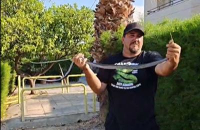 Δεν αποδείχθηκε εύκολη, ούτε και ανώδυνη η τελευταία προσπάθεια του Γιάννη Αγγελή να ξετρυπώσει φίδι από οικιστική περιοχή