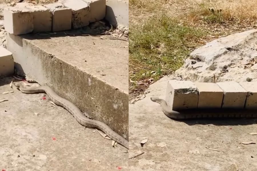 «Χαριτωμένη Φίνα»- Όταν μια Φίνα ποζάρει στο φακό (ΒΙΝΤΕΟ)