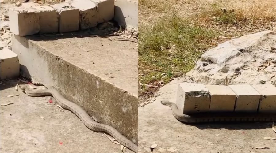 «Χαριτωμένη Φίνα»- Όταν μια Φίνα ποζάρει στο φακό (ΒΙΝΤΕΟ)