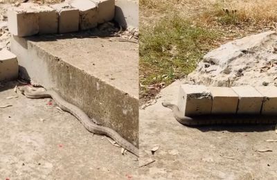«Χαριτωμένη Φίνα»- Όταν μια Φίνα ποζάρει στο φακό (ΒΙΝΤΕΟ)