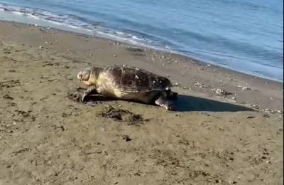Νεκρή χελώνα στα Περβόλια