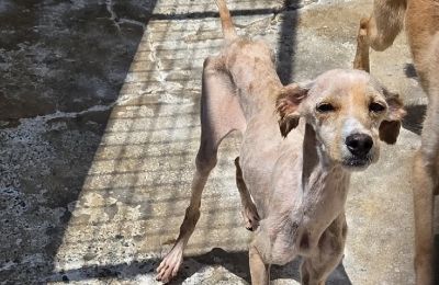 ΕΙΚΟΝΕΣ: Σκυλιά αφημένα στην εξαθλίωση σε υποστατικό στη Λεμεσό