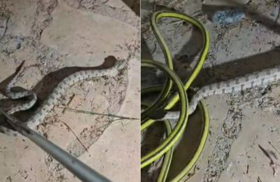 Ο Γιάννης Αγγελή, μετά από ένα διάστημα αποχής, επανήλθε στις live μεταδόσεις, προβάλλοντας διάσωση φιδιού από περιοχή στα Πολεμίδια