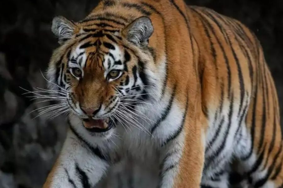 Τίγρης κατασπάραξε 36χρονο υπάλληλο σε ζωολογικό κήπο