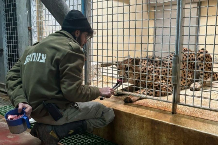 Νεκρός υπάλληλος ζωολογικού κήπου από επίθεση λεοπάρδαλης Νεκρός υπάλληλος ζωολογικού κήπου από επίθεση λεοπάρδαλης