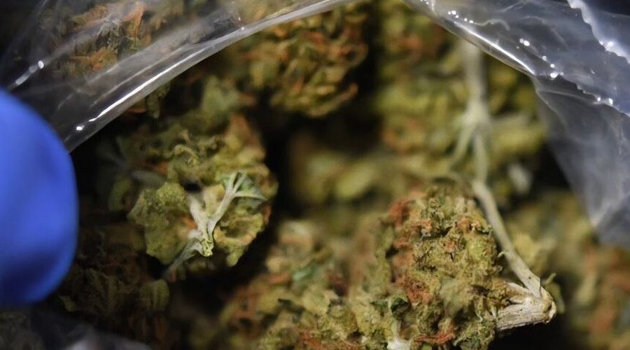Επιχείρηση της Αστυνομίας: Εντόπισαν 22kg κάνναβης μέσα σε μία ημέρα