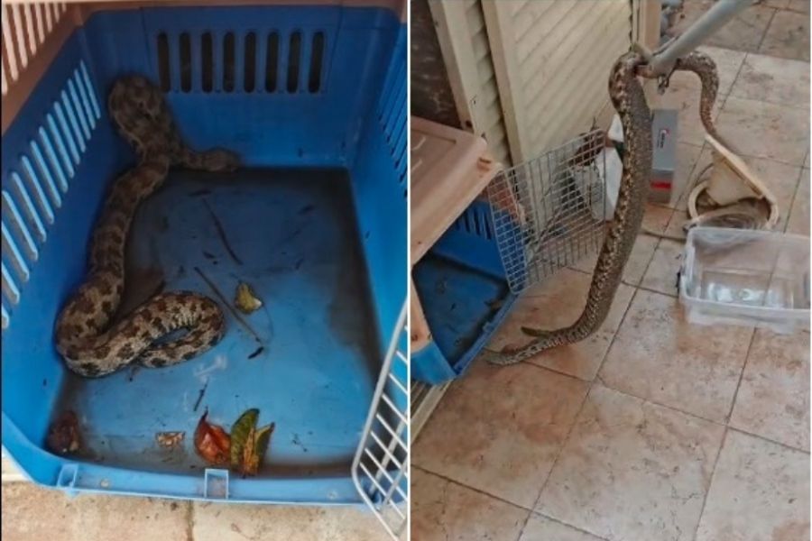 Φίνα γλίτωσε τρυπώνοντας σε σπιτάκι γάτου