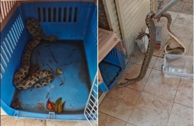 Περιστατικό με δηλητηριώδες φίδι που βρήκε καταφύγιο στον εξωτερικό χώρο σπιτιού εν μέσω πυρκαγιάς. Οι ένοικοι το εντόπισαν μια μέρα πριν το διασώσει ο Γιάννης Αγγελή