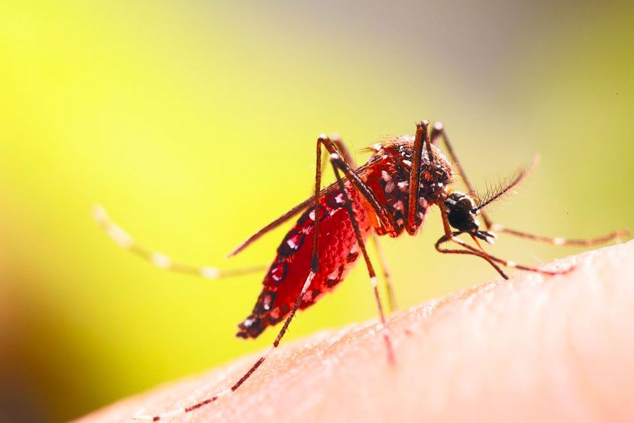 Υπ. Υγείας: Πώς να προστατευτε από τον ιό Chikungunya Υπ. Υγείας: Πώς να προστατευτε από τον ιό Chikungunya