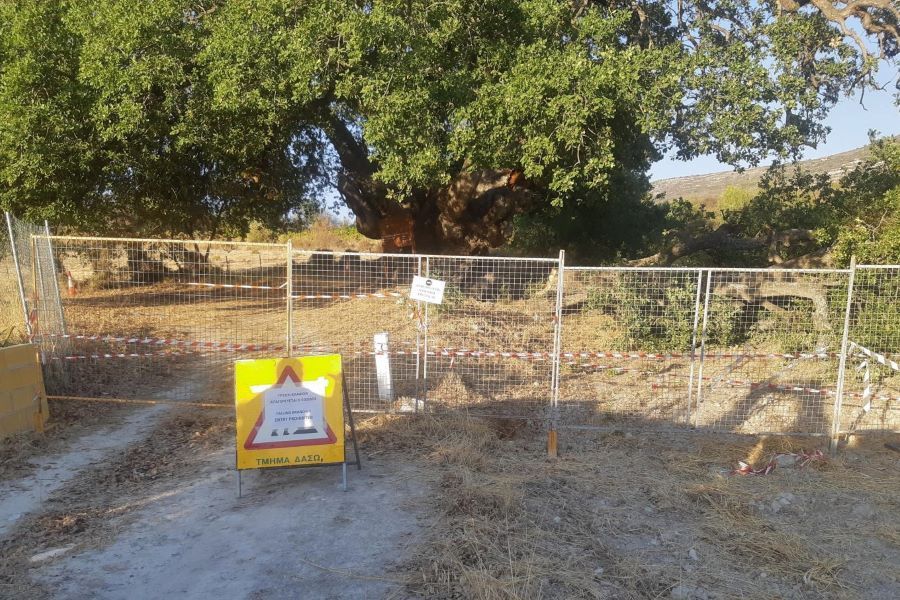 Τμ. Δασών: Μεγάλος κίνδυνος τραυματισμού από τον δρυ της Λάνειας Τμ. Δασών: Μεγάλος κίνδυνος τραυματισμού από τον δρυ της Λάνειας