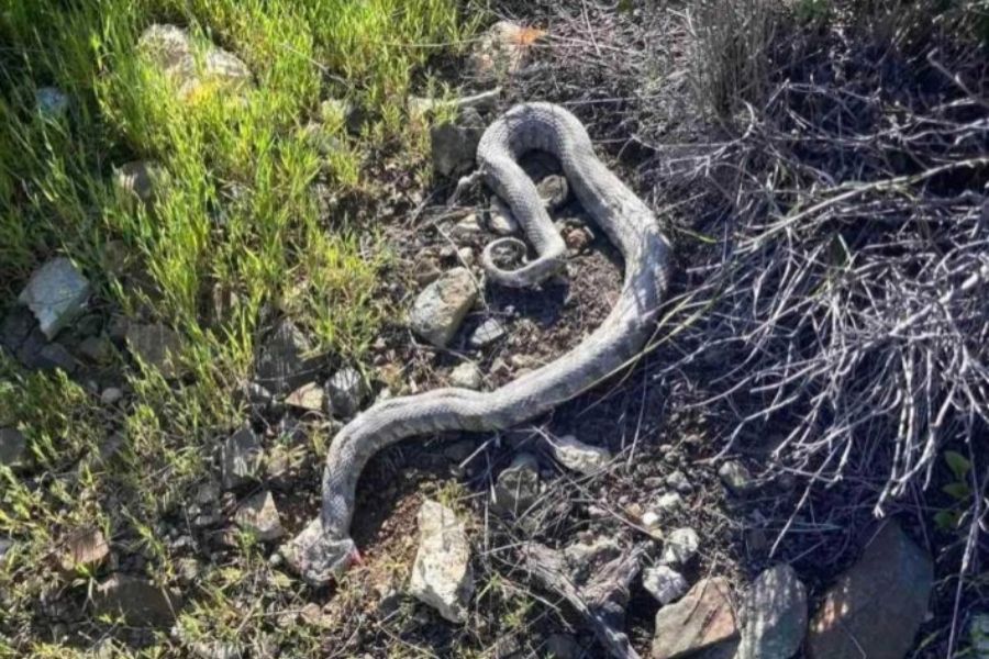 Προσοχή στα φίδια! – Έκκληση προς το κοινό Προσοχή στα φίδια! – Έκκληση προς το κοινό