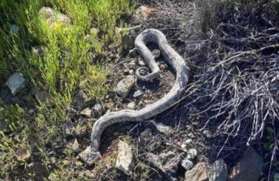Στην Κύπρο υπάρχουν τρία διαφορετικά είδη δηλητηριωδών φιδιών