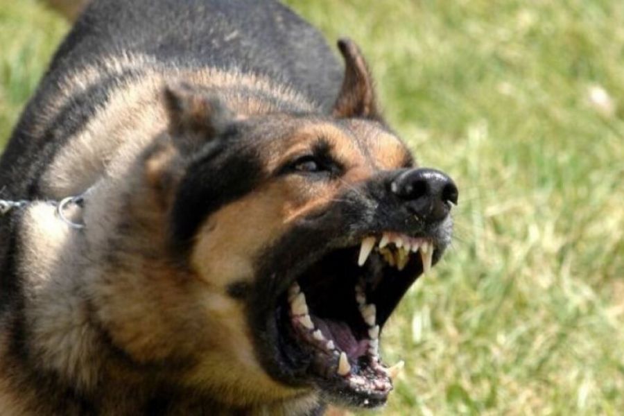64χρονη δέχτηκε επίθεση από σκυλιά και κατέληξε στο νοσοκομείο