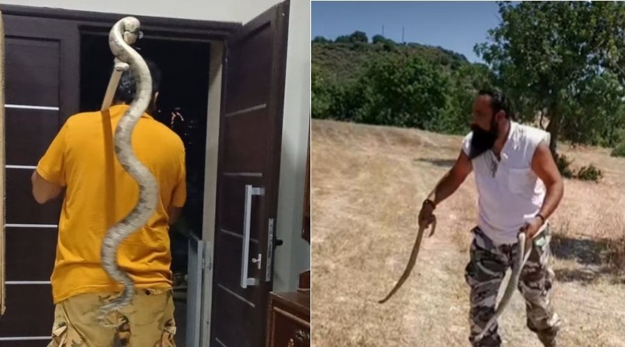 Ο Πέτρος Πέτρου «Αετός», γνωστός για την αντιμετώπιση περιστατικών με φίδια σε σπίτια και άλλα υποστατικά, καθώς και τις ριψοκίνδυνες κινήσεις του