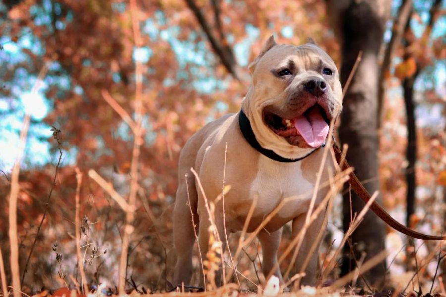 Ράτσας Pitbull ο σκύλος που επιτέθηκε στο δίχρονο κοριτσάκι Ράτσας Pitbull ο σκύλος που επιτέθηκε στο δίχρονο κοριτσάκι