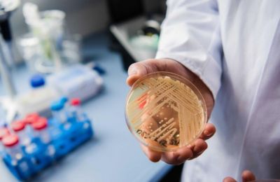 Candidozyma auris: Ο ανθεκτικός μύκητας που απειλεί τα νοσοκομεία