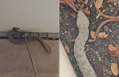 Δεν έχει ακόμα παρέλθει ο κίνδυνος με τις ανεπιθύμητες επισκέψεις φιδιών σε χώρους σπιτιών