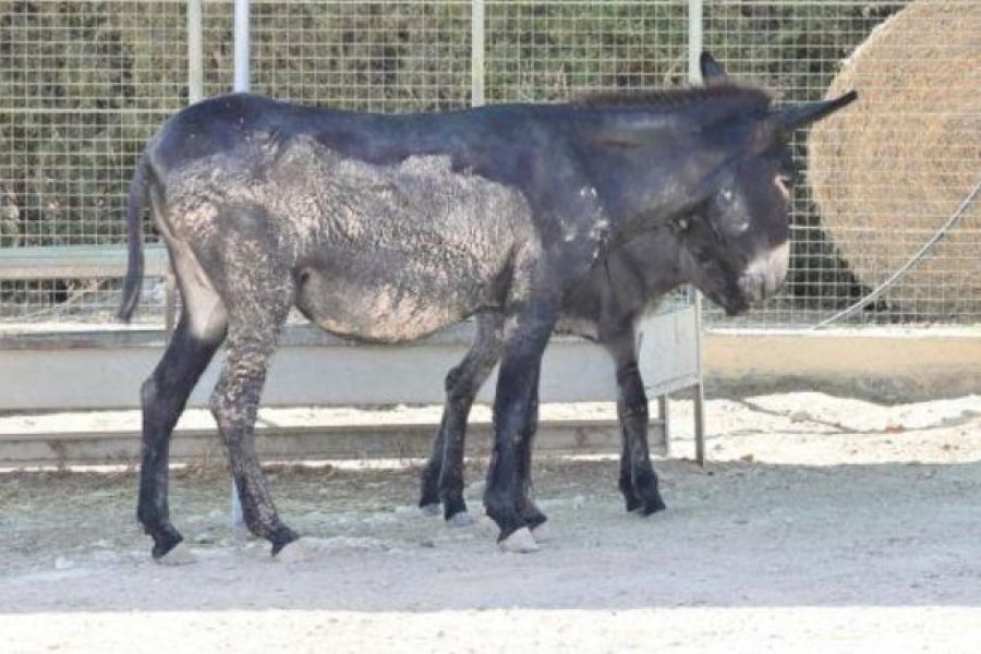 Γεννήθηκε ο Άρωνας, το κυπριακό γαϊδουράκι στο ΚΠΕΕ