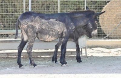 Γεννήθηκε ο Άρωνας, το κυπριακό γαϊδουράκι στο ΚΠΕΕ