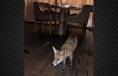 Δεν προκαλούσε καμία ανησυχία