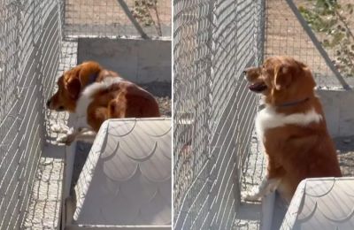 Ευχάριστα τα νέα για το σκύλο που συγκίνησε όλη την Κύπρο (ΒΙΝΤΕΟ) 