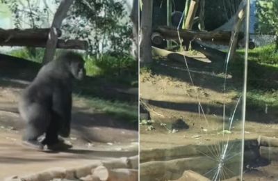 Δεν είναι ασυνήθιστη μία τέτοια συμπεριφορά για έναν γορίλα