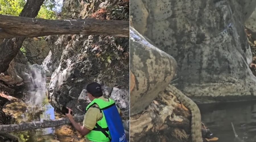 Οι εξερευνητές της φύσης είχαν την τύχη με το μέρος τους καθώς δευτερόλεπτα πριν το δηλητηριώδες ερπετό κάνει τη βουτιά από τους βράχους είχαν σταματήσει για φωτογραφίες και βίντεο