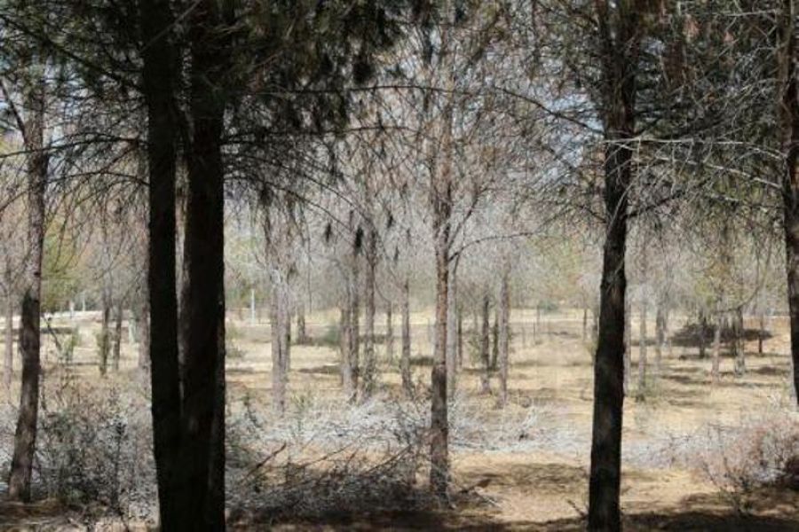 Τμήμα Δασών: Αντιπλημμυρικά έργα στο Εθνικό Δασικό Πάρκο Παιδαγωγικής