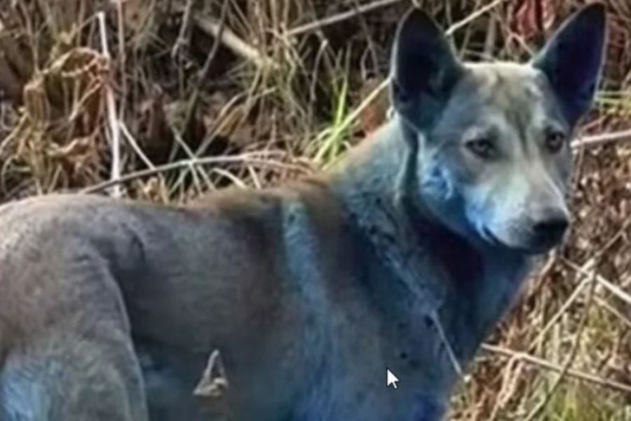 Τσερνόμπιλ: Μυστήριο με γαλάζιους σκύλους