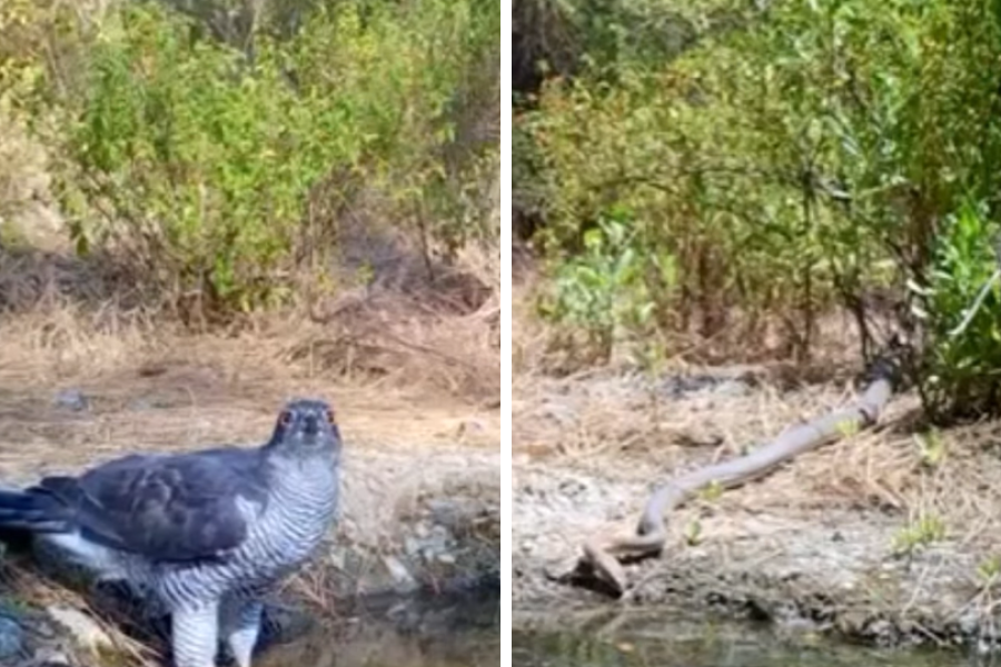 Αγρινά και φίδια ψάχνουν νερό στα βουνά της Κύπρου (ΒΙΝΤΕΟ) Αγρινά και φίδια ψάχνουν νερό στα βουνά της Κύπρου (ΒΙΝΤΕΟ)