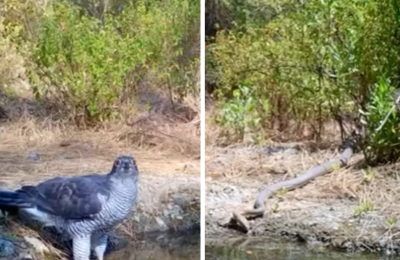 «Καθήκον μας ως Τμήμα Δασών είναι να συνεχίσουμε να διατηρούμε τις πηγές αυτές σε καλή κατάσταση, καταγράφοντας την ίδια στιγμή σημαντικά στοιχεία που αφορούν τα ήδη αυτά»