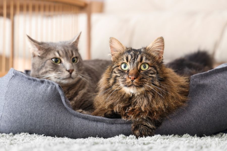 Υποχρεώθηκε να πληρώνει διατροφή για τις γάτες της πρώην συζύγου του Υποχρεώθηκε να πληρώνει διατροφή για τις γάτες της πρώην συζύγου του