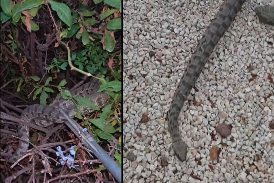 Γυναίκα τηλεφώνησε για οχιά τέρας που τρύπωσε στην αυλή (ΒΙΝΤΕΟ)